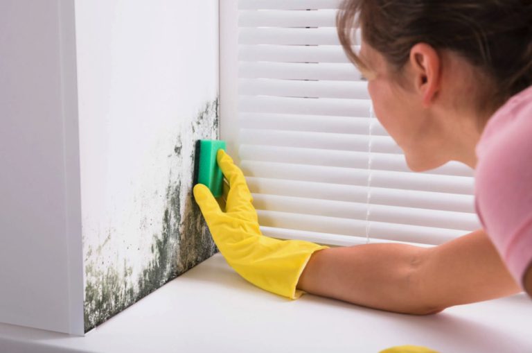 Comprehensive Guide to Mold in Living Spaces: Identification, Health Risks, and Effective Control